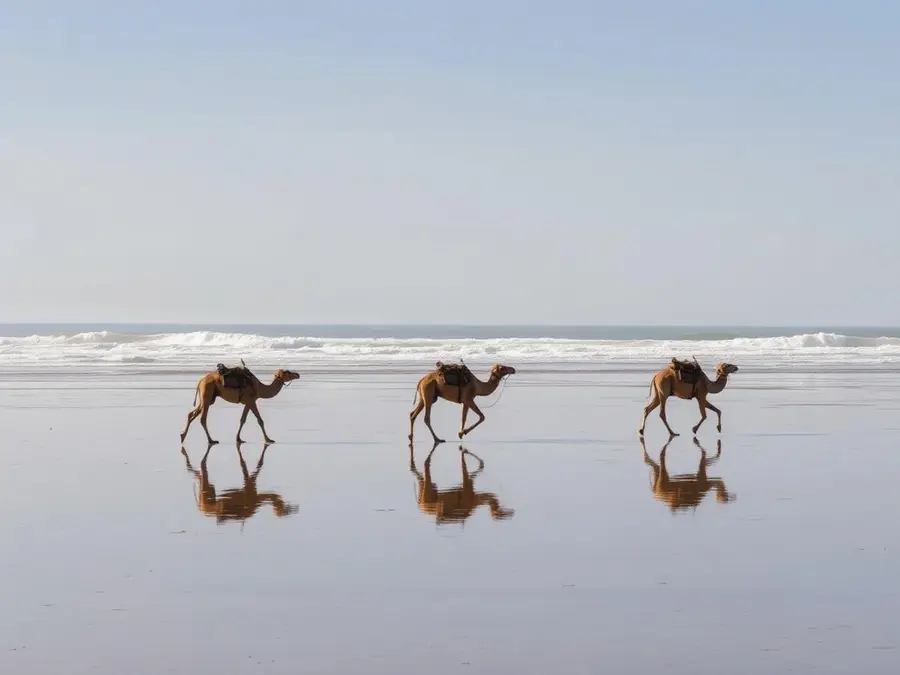 Beach rides